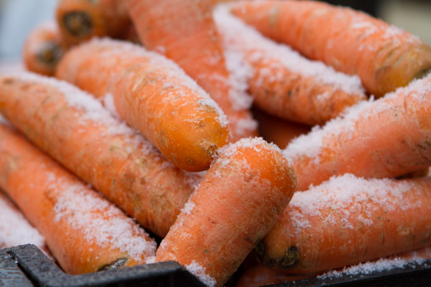 Carrots with snow